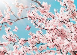 114年8月最新消息